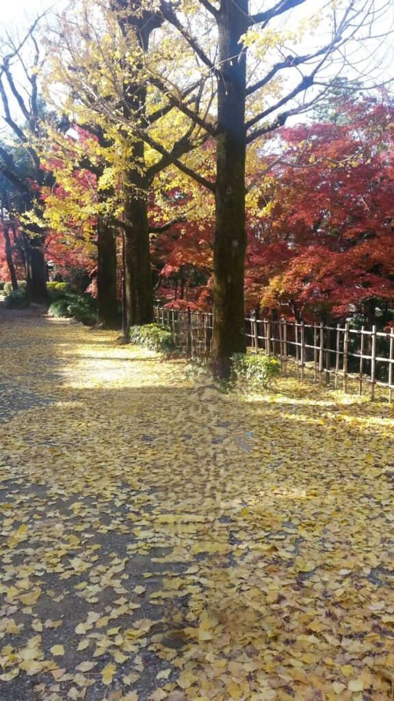 高知城の紅葉