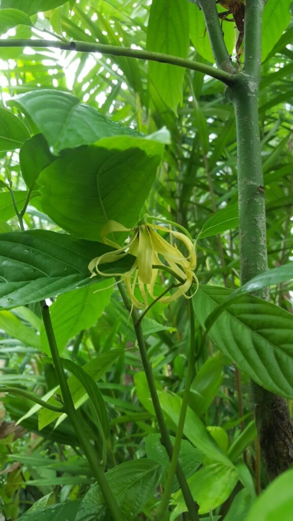 高知県立牧野植物園 温室