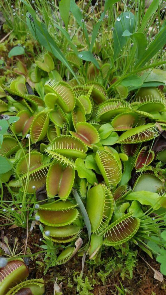 高知県立牧野植物園 食虫植物