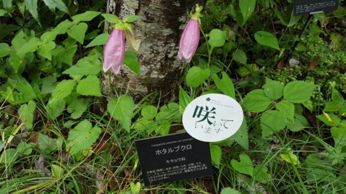 高知県立牧野植物園