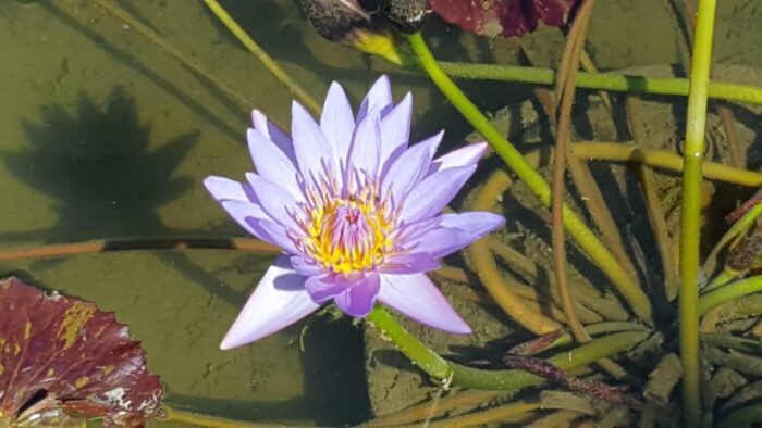 高知県立牧野植物園