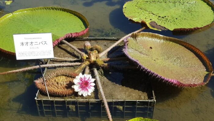 高知県立牧野植物園