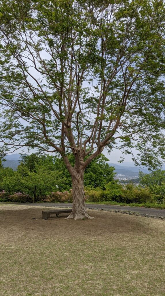 高知県立牧野植物園 芝生広場