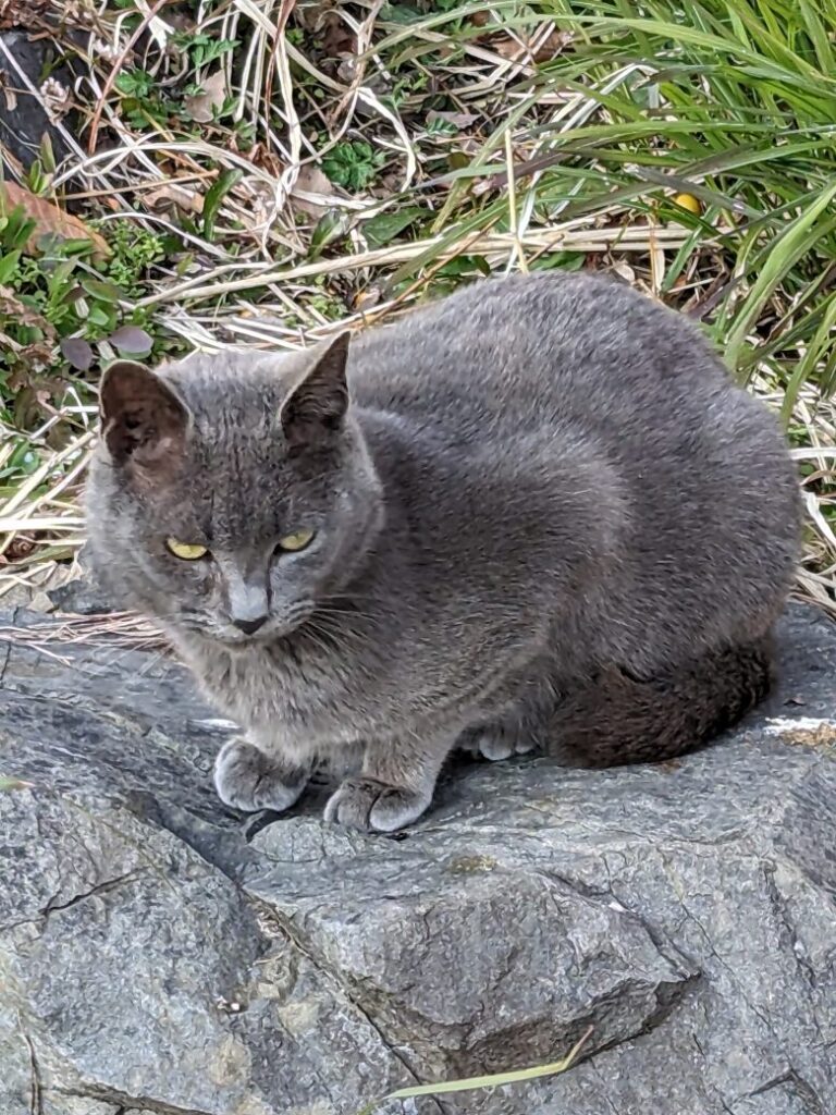 高知県立美術館の野良猫