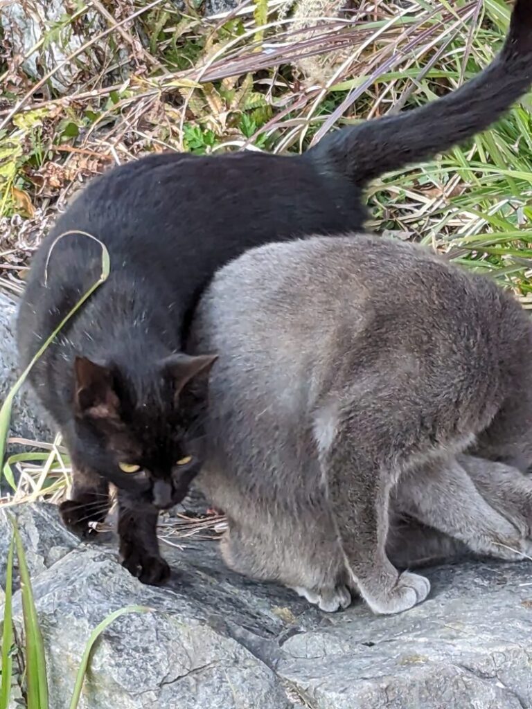 高知県立美術館の野良猫