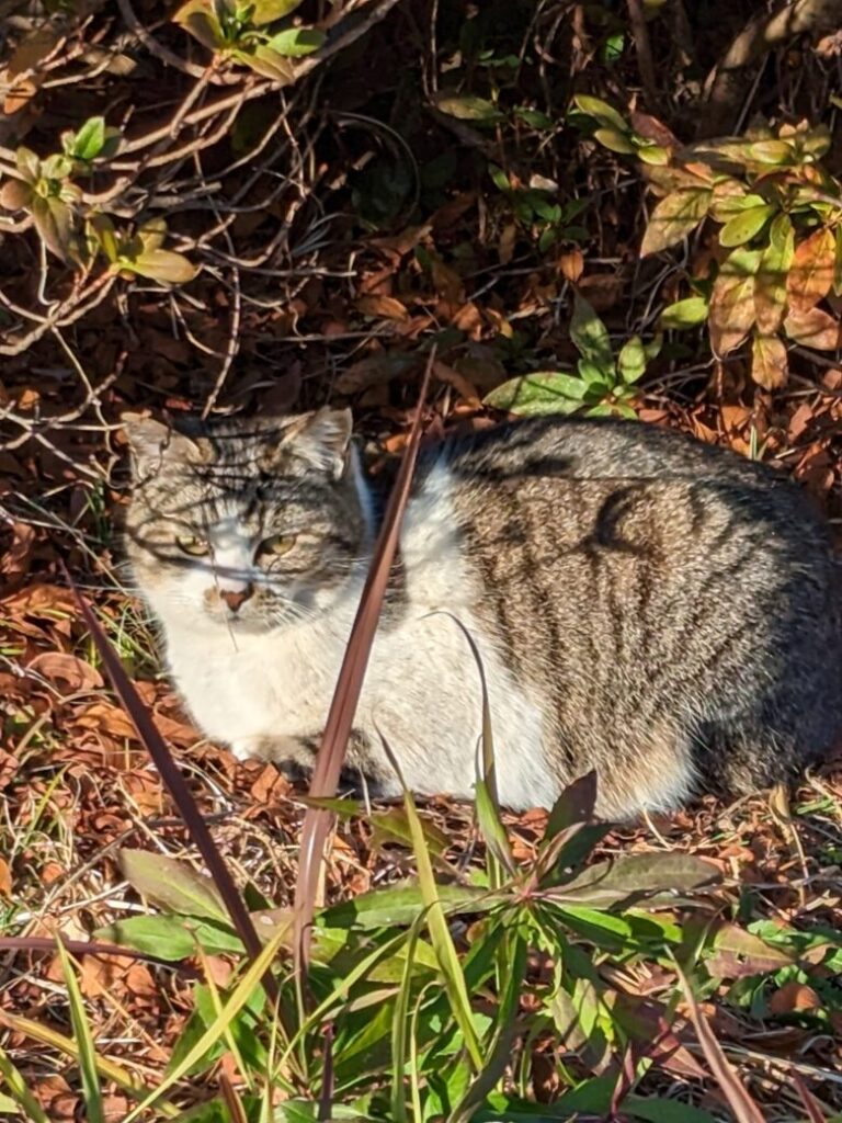 高知県立美術館の野良猫