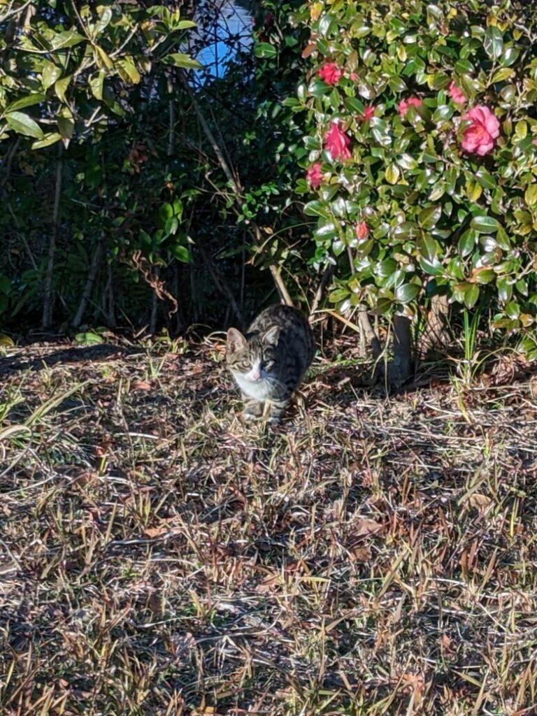 高知県立美術館の野良猫