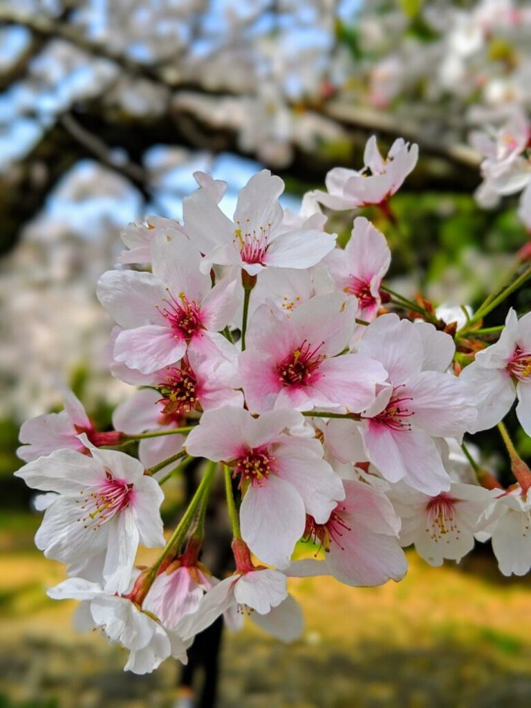 鏡野公園の桜の画像