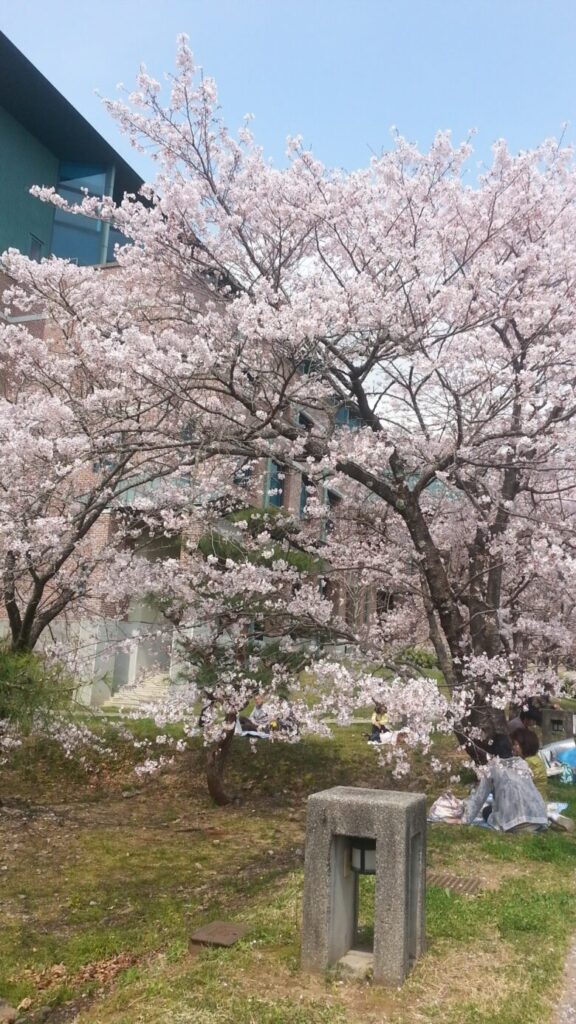 鏡野公園の桜の画像