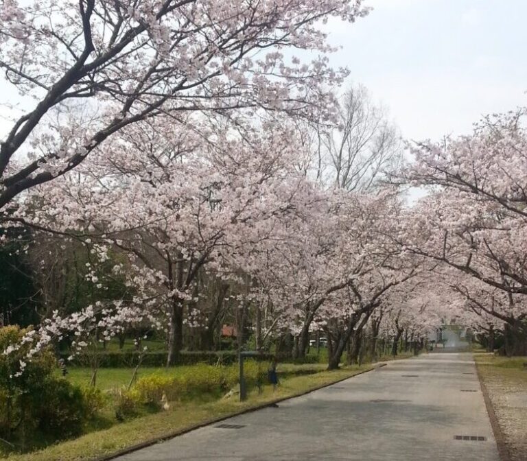 鏡野公園の桜