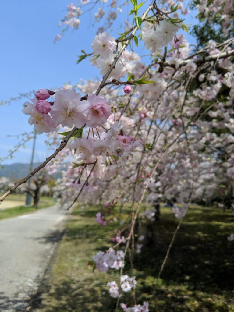 高知工科大の桜の画像