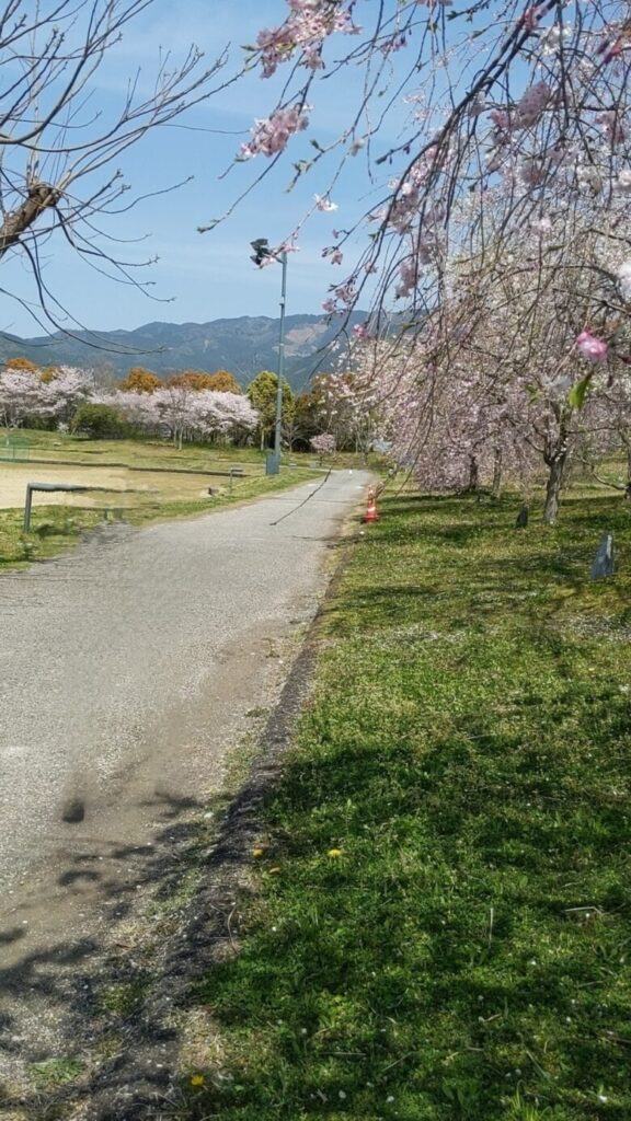 高知工科大の桜の画像