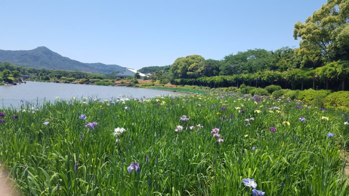 南楽園花菖蒲まつり