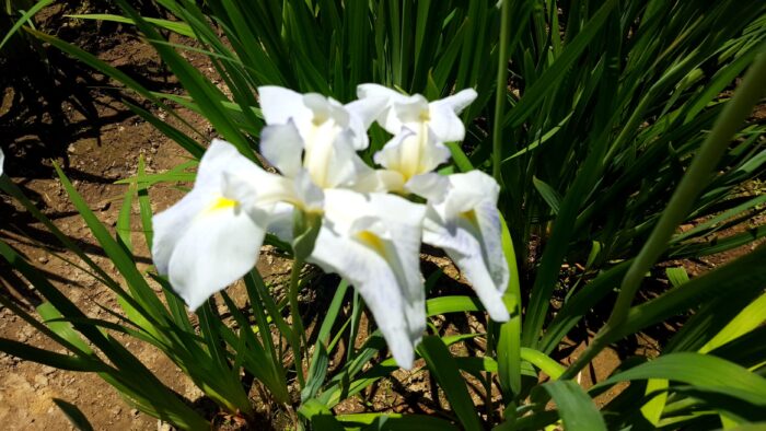 南楽園花菖蒲まつり